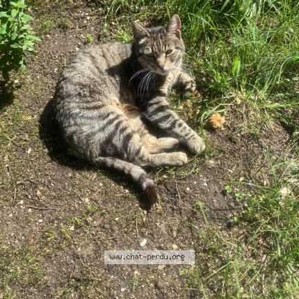 Photo 3/3 Cosette Chat perdu à Le pecq