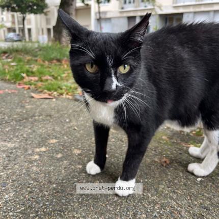 Photo de chat perdu à Nantes