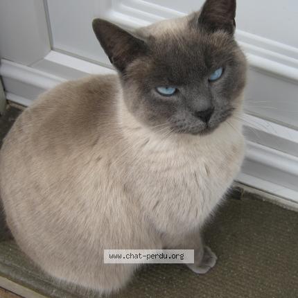 Photo de chat perdu à Chatellerault