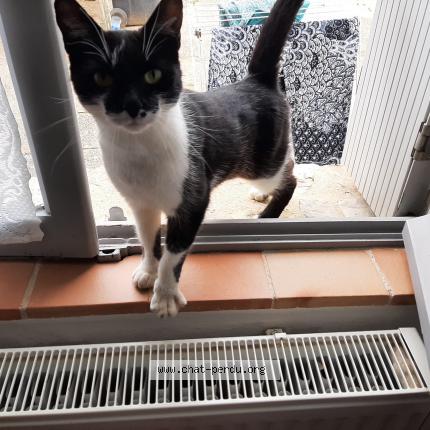 Photo 1/1 Olga Chat perdu à Saint melaine sur aubance