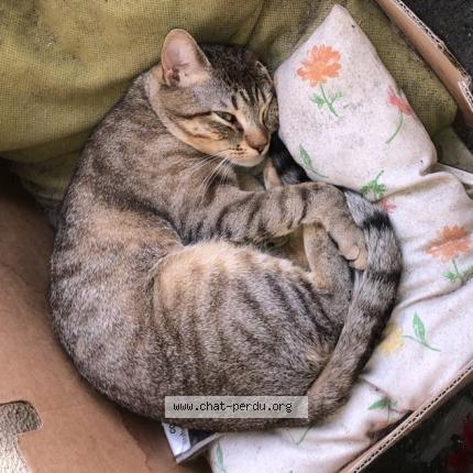 Photo de chat perdu à Rennes
