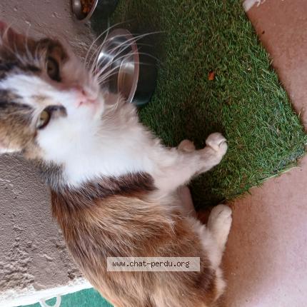 Photo 1/1 Chat retrouvé Perdu à Val du layon