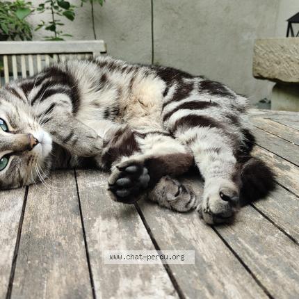 Photo 1/1 Chat retrouvé Perdu à Auxerre