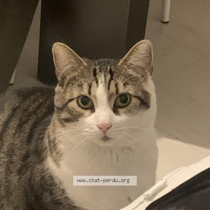 Photo de chat perdu à Ludres