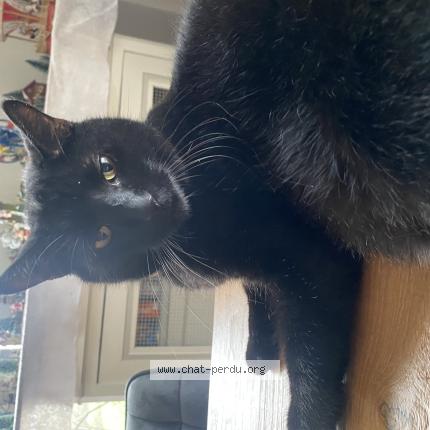 Photo 1/1 Loulou Chat perdu à Courteuil