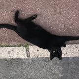 Photo de chat perdu à Le Vesinet