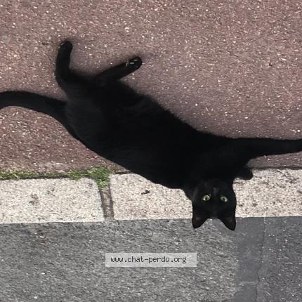 Photo 1/1 Chat retrouvé Perdu à Le vesinet