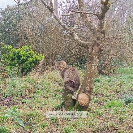 Photo de chat perdu à Menestreau En Villette