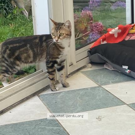 Photo de chat perdu à Lanester