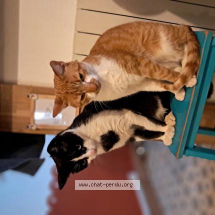 Photo 1/1 Chat retrouvé Perdu à Aigrefeuille Sur Maine