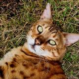 Photo de chat perdu à Conde Sur Vesgre