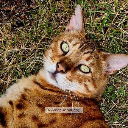 Photo 1/1 Chat retrouvé Perdu à Conde sur vesgre