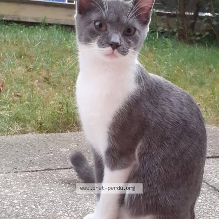 Photo 1/1 Chat retrouvé Perdu à Levallois Perret