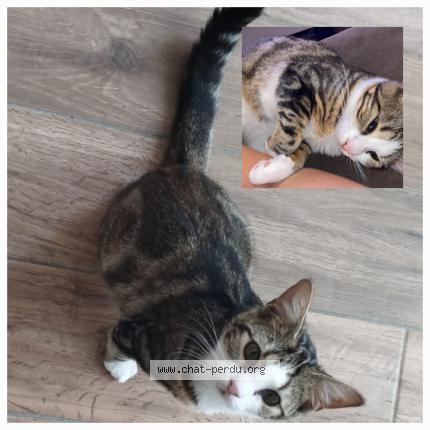 Photo de chat perdu à Boissy Saint Leger