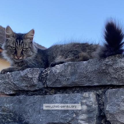 Photo de chat perdu à Bey