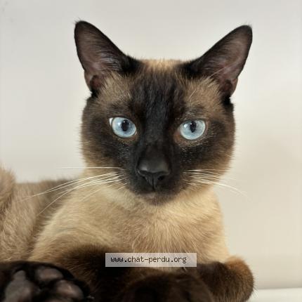 Photo de chat perdu à Ville La Grand