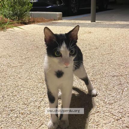 Photo 1/1 Chat retrouvé Trouvé à Castelnau Le Lez