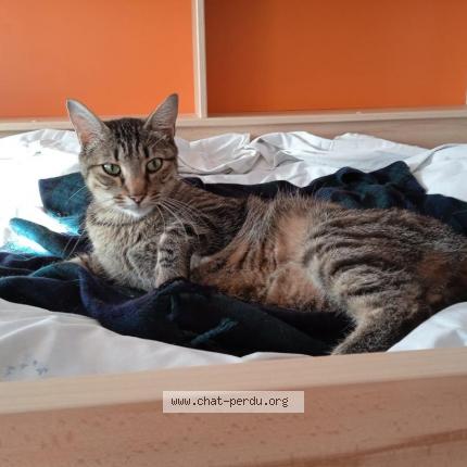 Photo 1/1 Chat retrouvé Perdu à Saint Bonnet