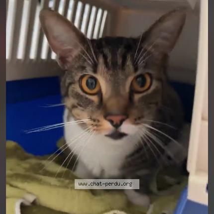 Photo de chat perdu à Sainte Luce Sur Loire