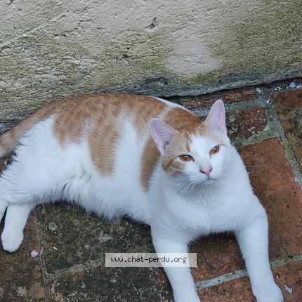 Photo de chat perdu à St Nicolas Du Pelem
