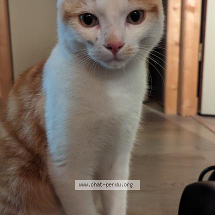 Photo de chat perdu à Drancy