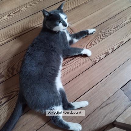 Photo 1/1 Chat retrouvé Perdu à Sucy En Brie