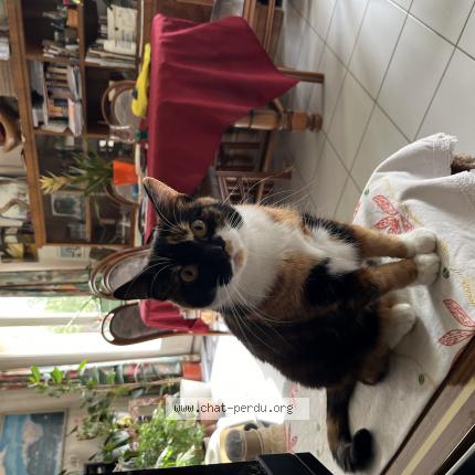 Photo de chat perdu à Viry Chatillon