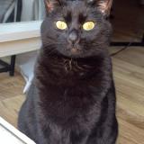 Photo de chat perdu à Rambouillet