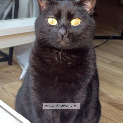 Photo 1/1 Chat retrouvé Perdu à Rambouillet