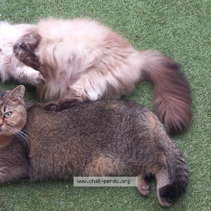 Photo 1/1 Twix de la hillane Chat perdu à Lit et mixe