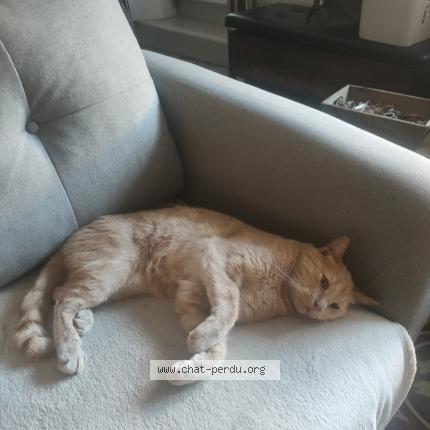 Photo 1/1 Paco Chat perdu à Tarascon