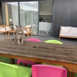 Photo de chat perdu à Les Alluets Le Roi