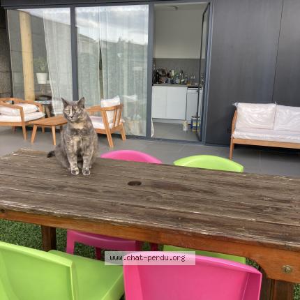 Photo 1/1 Chat retrouvé Perdu à Les alluets le roi