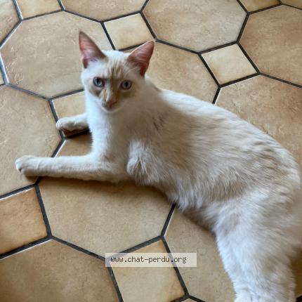 Photo 1/1 KALOU Chat perdu à Reze