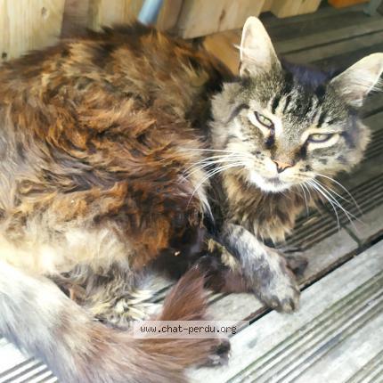 Photo de chat perdu à Canteleu Croisset