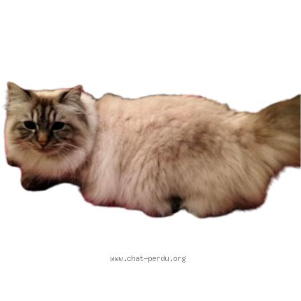 Photo de chat perdu à Montpellier