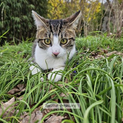 Photo 1/1 Chat retrouvé Perdu à Dormelles