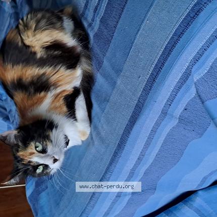 Photo 1/1 Chat retrouvé Perdu à Nailloux
