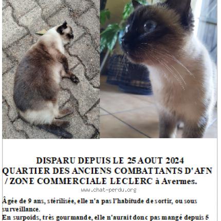 Photo 1/1 Chat retrouvé Perdu à Avermes