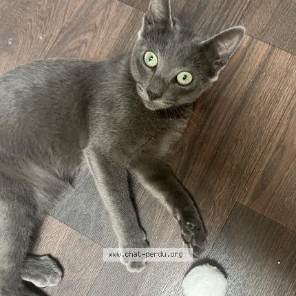 Photo de chat trouvé à Toulouse