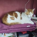 Photo de chat perdu à St Arnoult En Yvelines