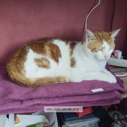 Photo 1/1 Chat retrouvé Perdu à St arnoult en yvelines