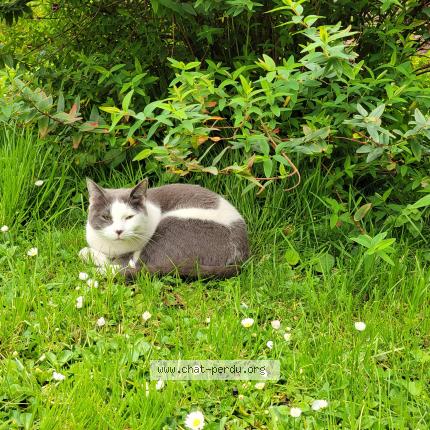 Photo 1/1 Chat retrouvé Perdu à Nantes