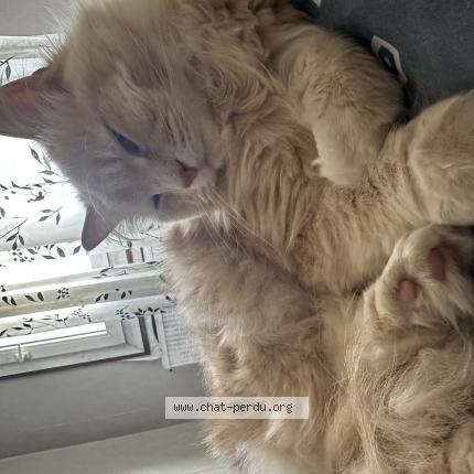Photo de chat perdu à Enghien Les Bains