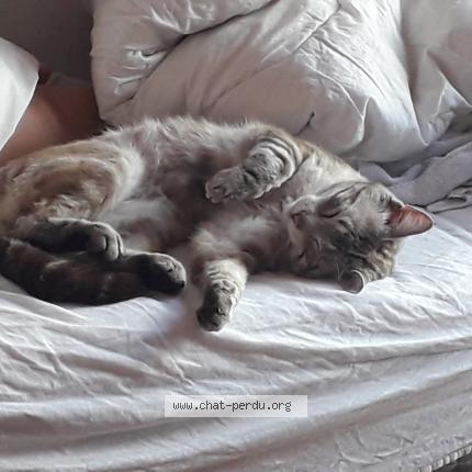 Photo 1/1 Chat retrouvé Perdu à Villiers Sur Marne