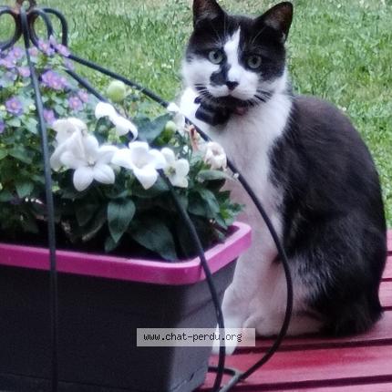 Photo 1/1 Stark Chat perdu à Achicourt