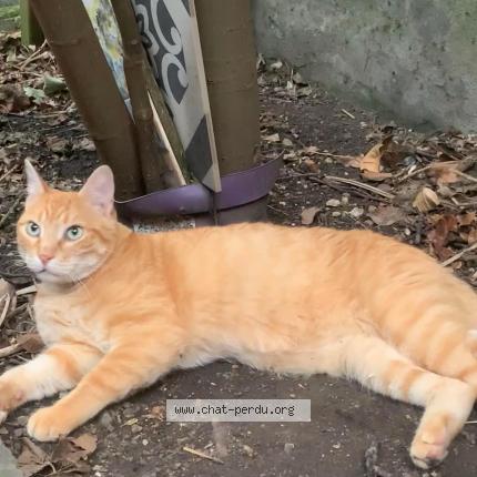Photo de chat perdu à Amiens