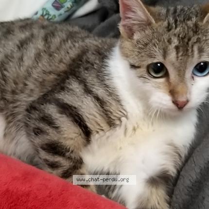 Photo de chat perdu à Rives