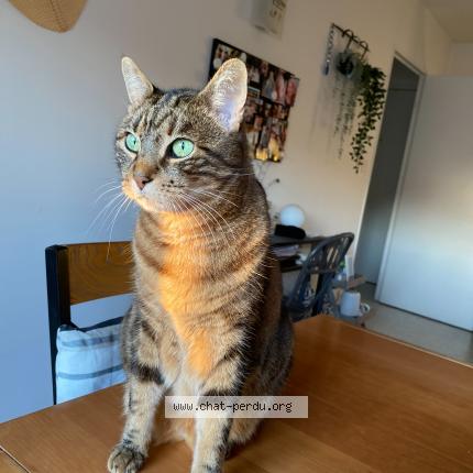 Photo 1/1 Chat retrouvé Perdu à Le Perreux Sur Marne