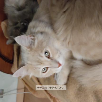 Photo 1/1 Forest Chat perdu à Saint vincent sur graon